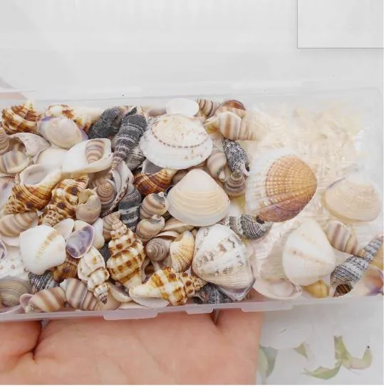 Tiny Small Starfish Sea Shells Conch Craft Charms for Resin Art RESIN ART HUB Earrings